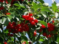 Vişne Ağacı Budaması Nedir ve Nasıl Yapılır? Vişne Ağacı Budaması Nedir ve Nasıl Yapılır?