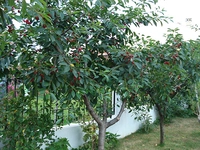 Vişne Bahçesi Türleri ve Özellikleri Vişne Bahçesi Türleri ve Özellikleri