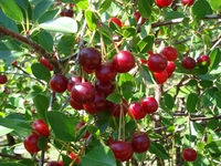 Vişne Fidanı Türleri ve Özellikleri Vişne Fidanı Türleri ve Özellikleri