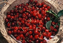 Vişne Yetiştiriciliği Vişne Yetiştiriciliği