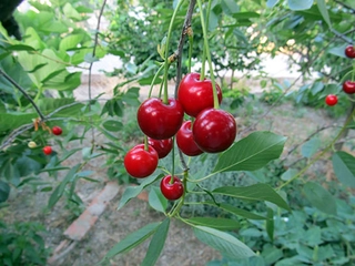 Vişne Ağacı Türleri ve Özellikleri